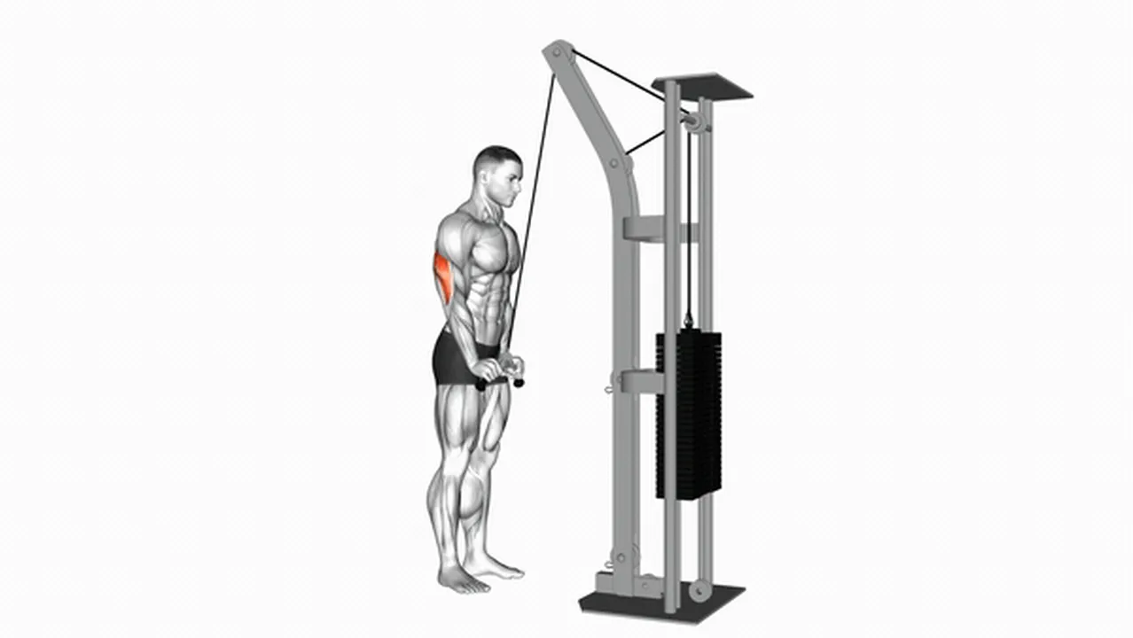 Cable Triceps Pushdown With V Bar Attachment Exercise Guide How To Cable Triceps Pushdown With V Bar Attachment Exercise Guide How To